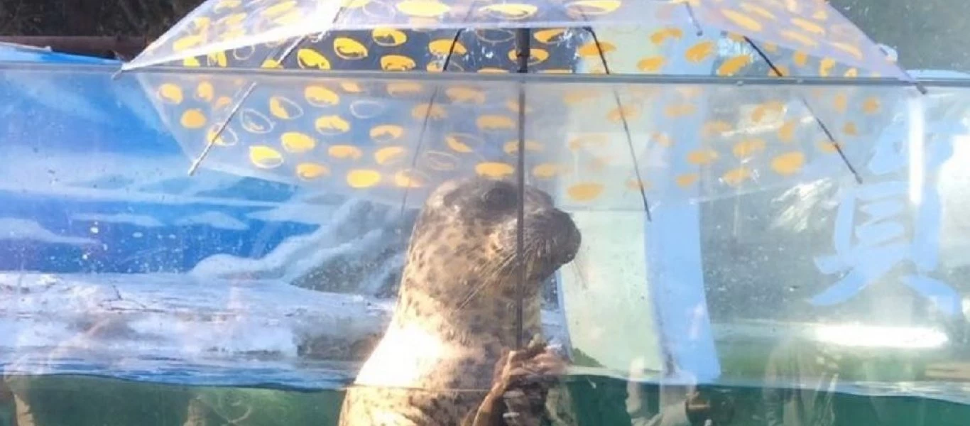 Αυτή η φώκια διαφέρει από τις άλλες - Κρατάει ομπρέλα και «τραβά» τα βλέμματα (βίντεο)